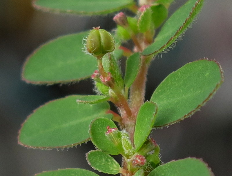 Euphorbia prostrata (door Grada Menting)
