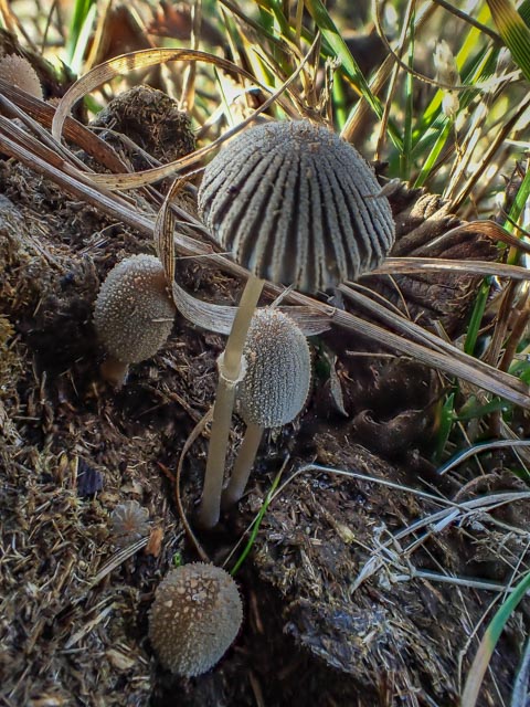 Coprinopsis ephemeroides (door Peter Hegi)