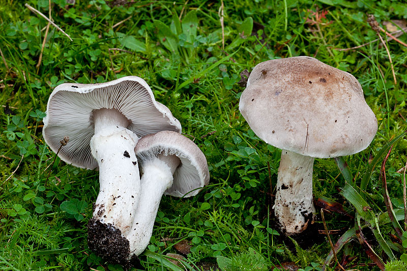 Tricholoma cingulatum (door John Breugelmans)