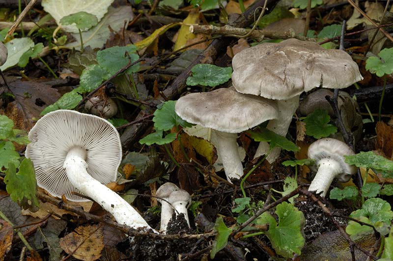 Tricholoma cingulatum (door Kik van Boxtel)