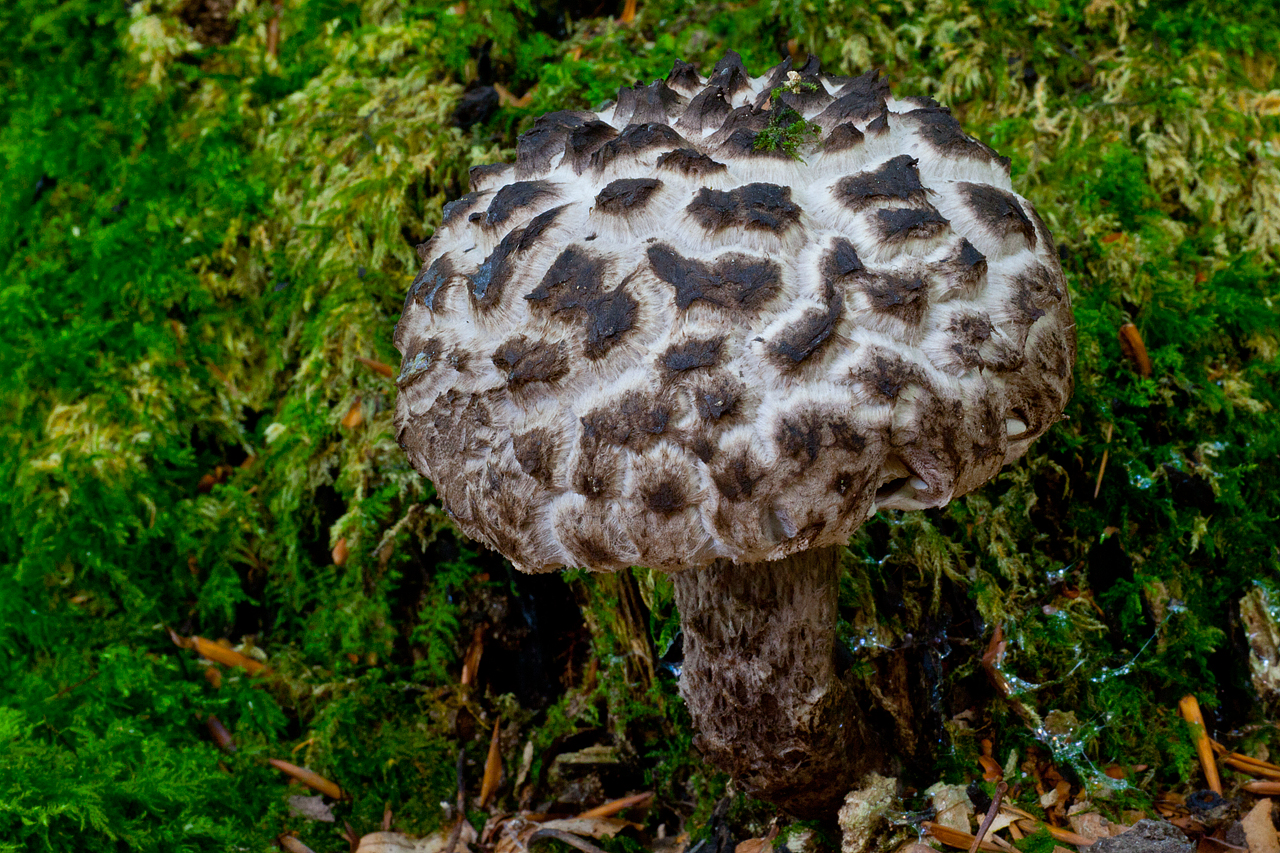 Strobilomyces strobilaceus (door John Breugelmans)