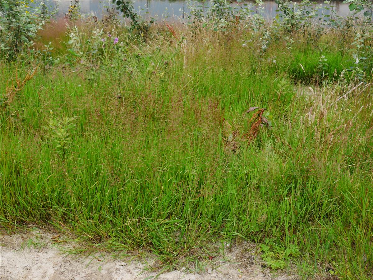 Agrostis stolonifera (door Wim van der Neut)