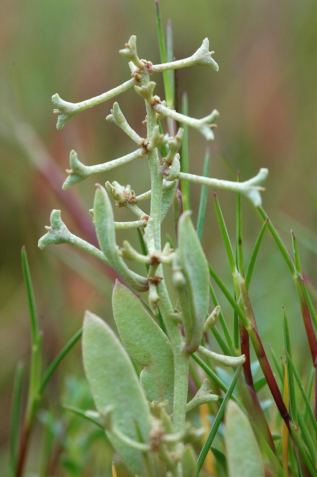 Atriplex pedunculata (door Bas Kers)