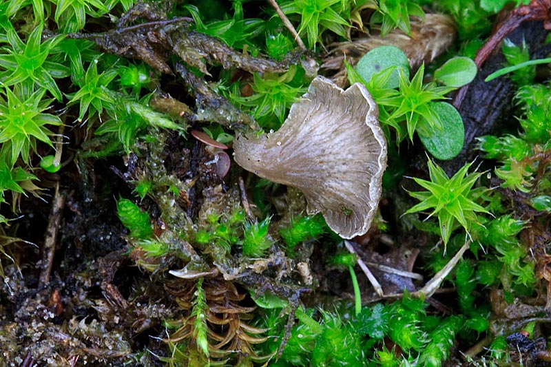 Arrhenia spathulata (door John Breugelmans)