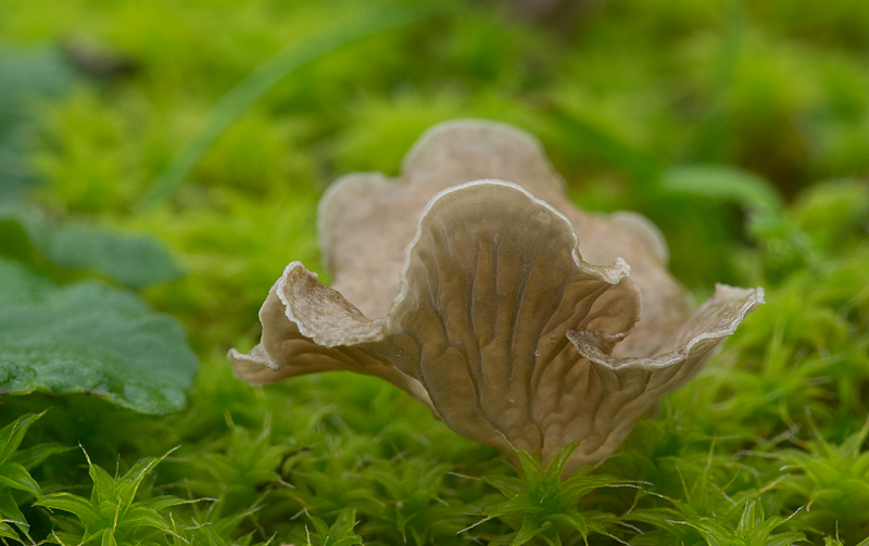 Arrhenia spathulata (door Hans Adema)