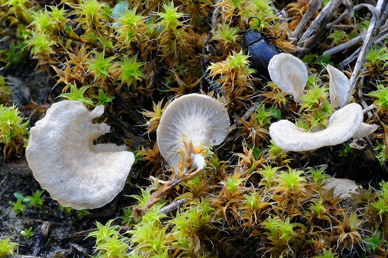 Arrhenia spathulata (door Kik van Boxtel)