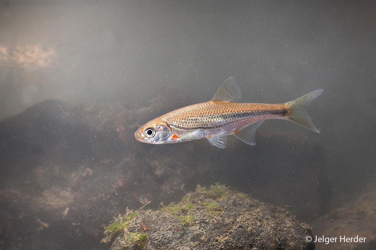 Alburnoides bipunctatus (door Jelger Herder)