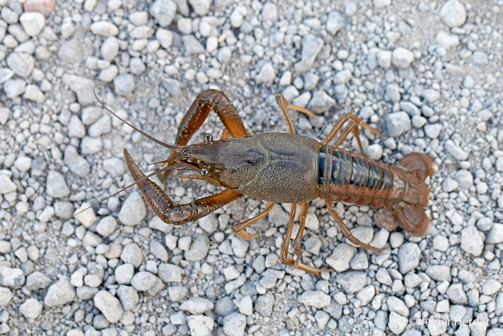 Procambarus acutus (door Jelger Herder)