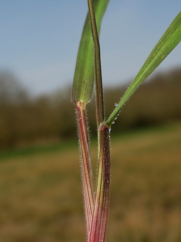 Holcus lanatus (door Grada Menting)