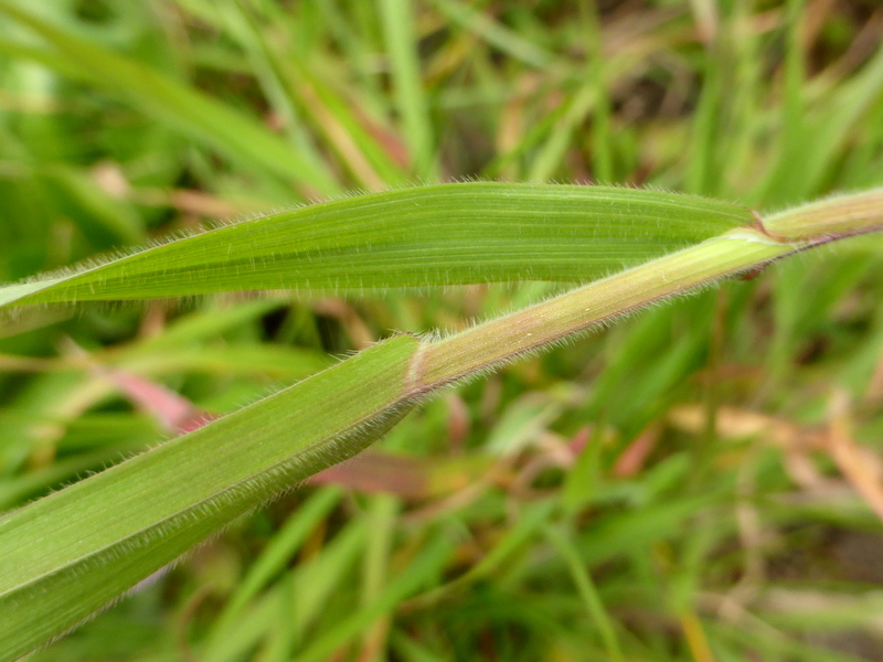 Holcus lanatus (door Grada Menting)