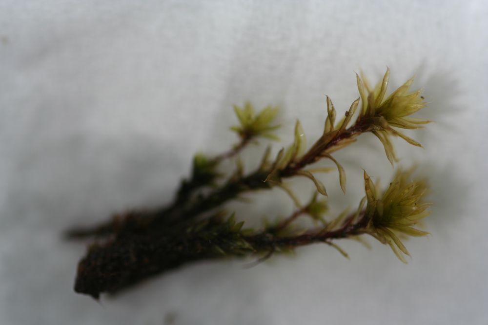 Bryum provinciale (door Niko Buiten)