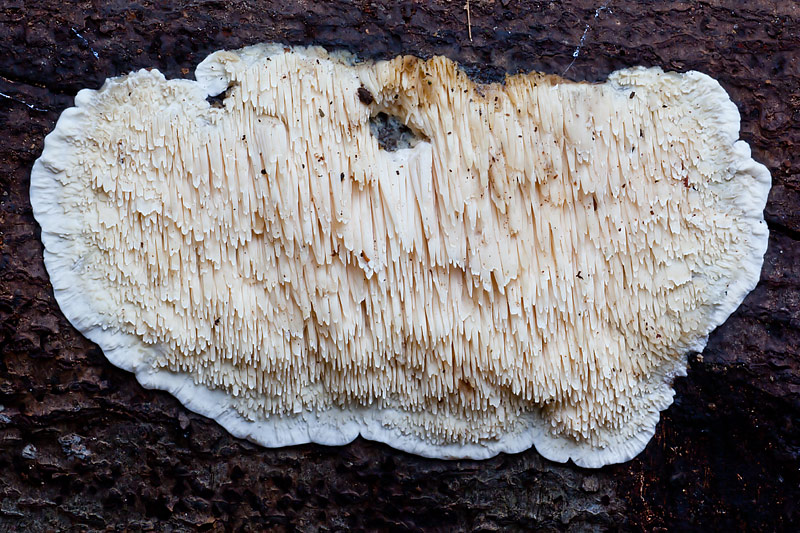 Spongipellis pachyodon (door John Breugelmans)