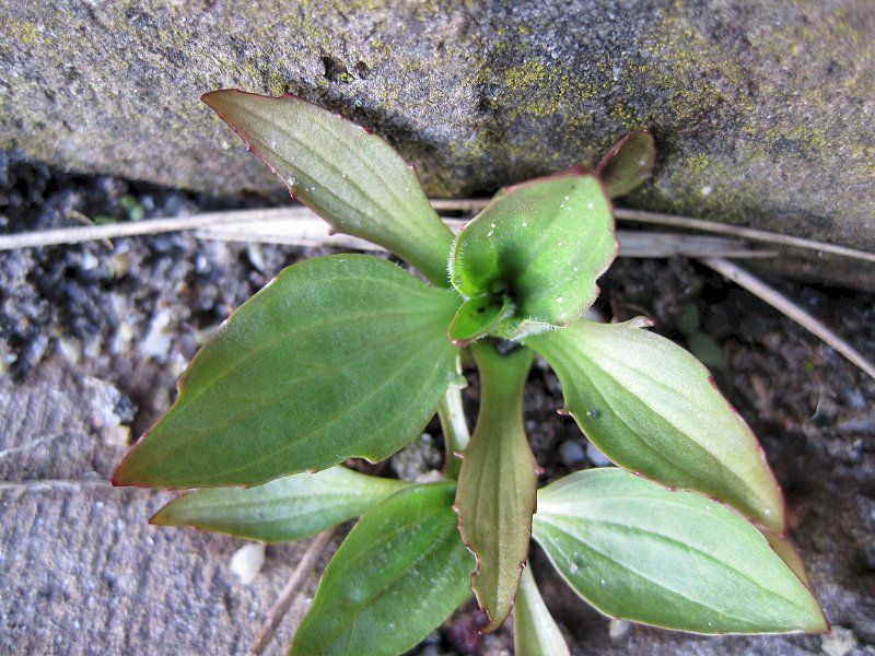 Plantago major subsp. intermedia (door Grada Menting)