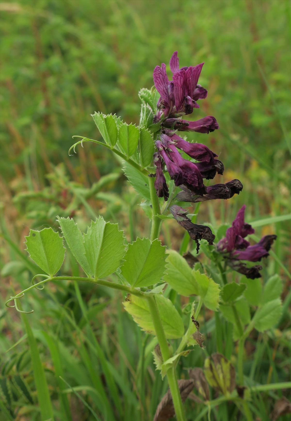 Vicia serratifolia (door Grada Menting)