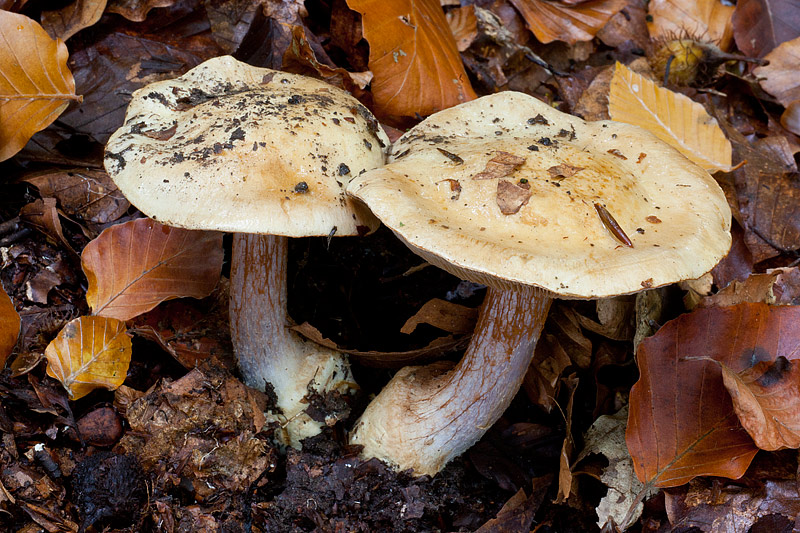 Cortinarius anserinus (door John Breugelmans)