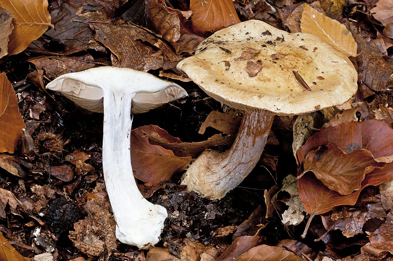 Cortinarius anserinus (door John Breugelmans)