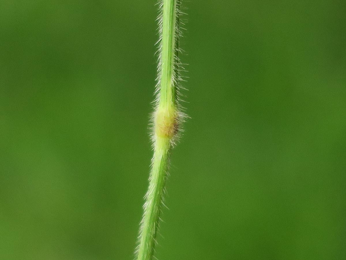 Brachypodium pinnatum (door Grada Menting)