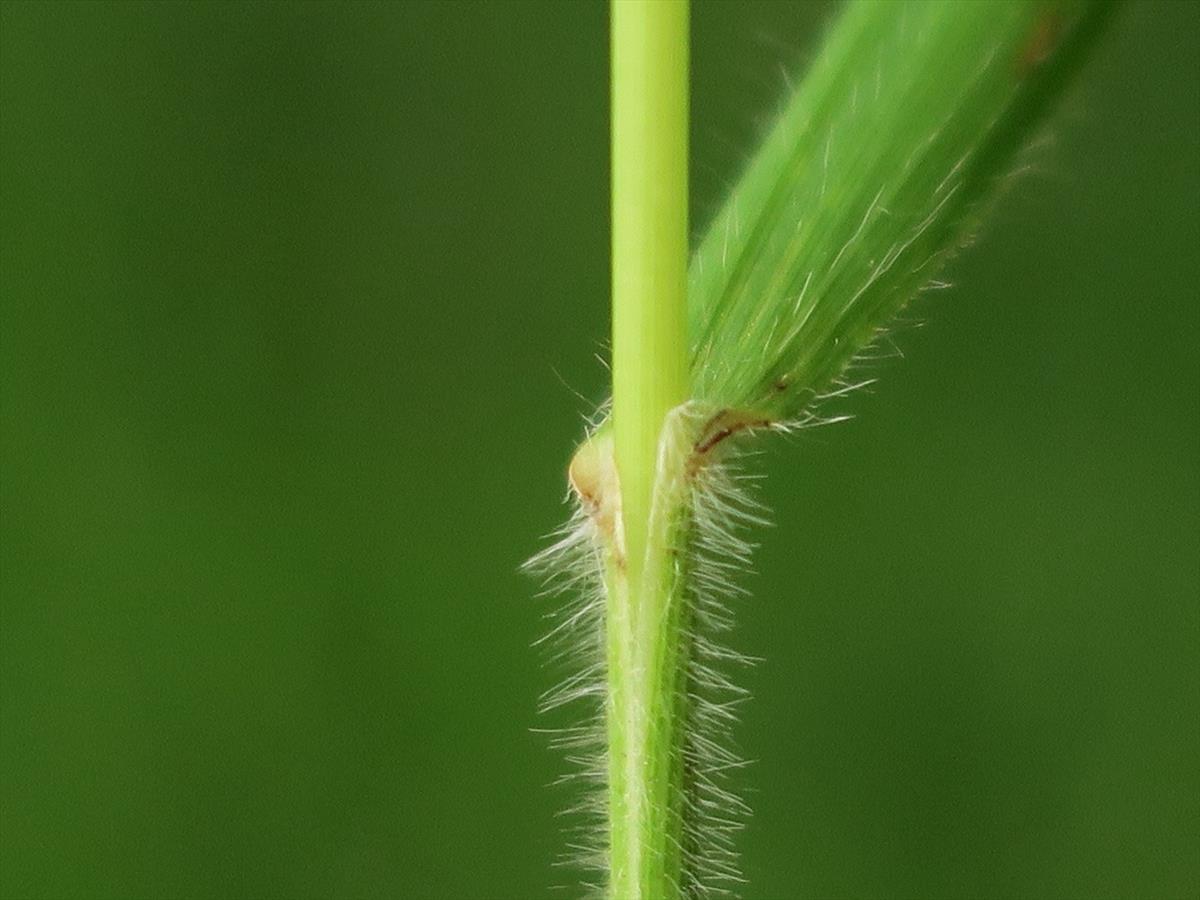 Brachypodium pinnatum (door Grada Menting)