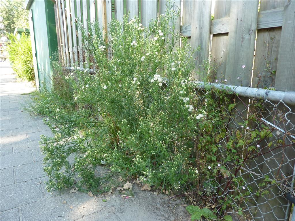 Erigeron bonariensis (door Koen van Zoest)