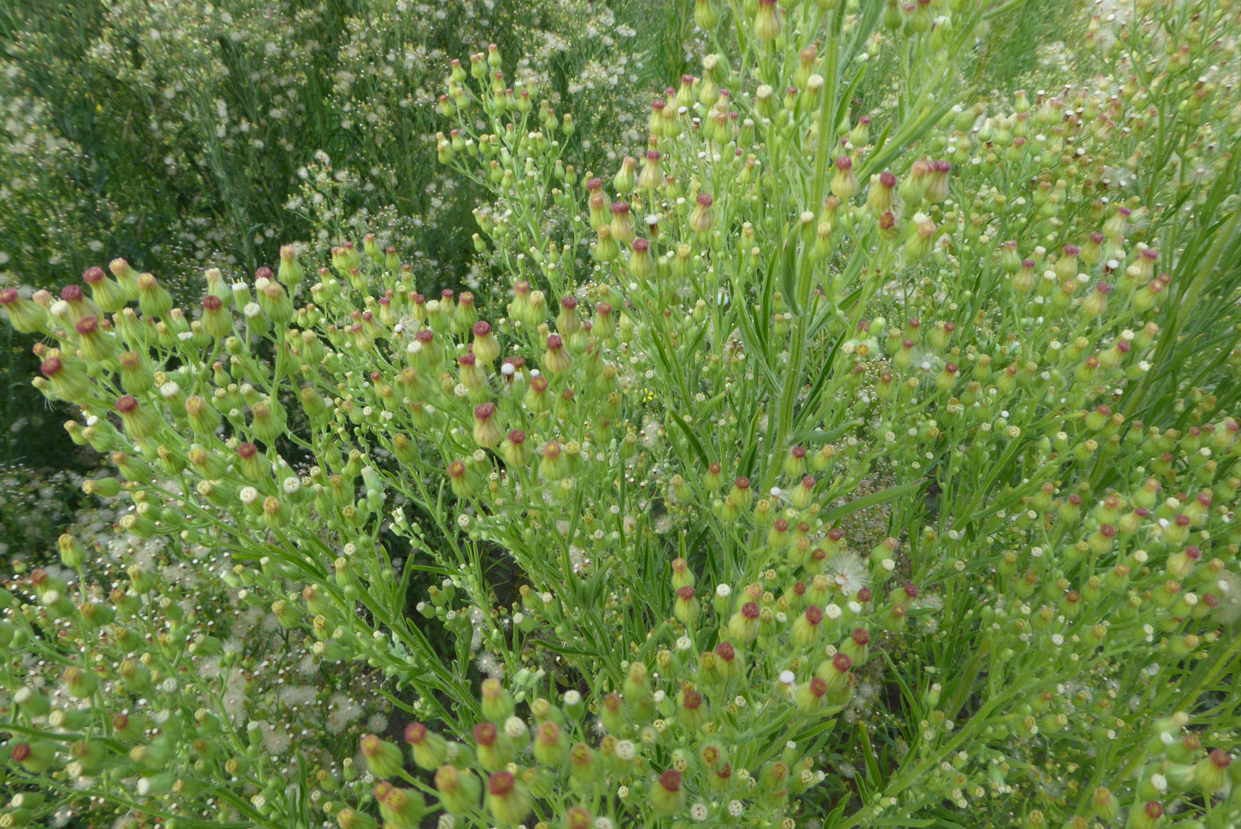 Erigeron bonariensis (door Koen van Zoest)