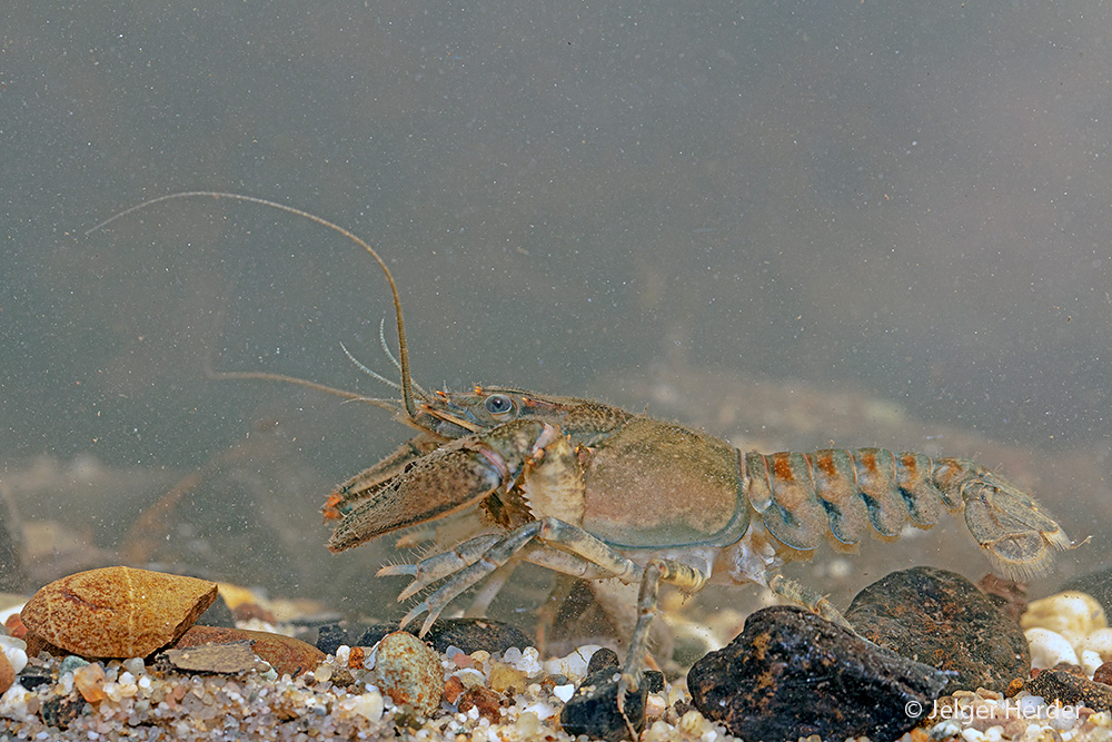 Faxonius limosus (door Jelger Herder)