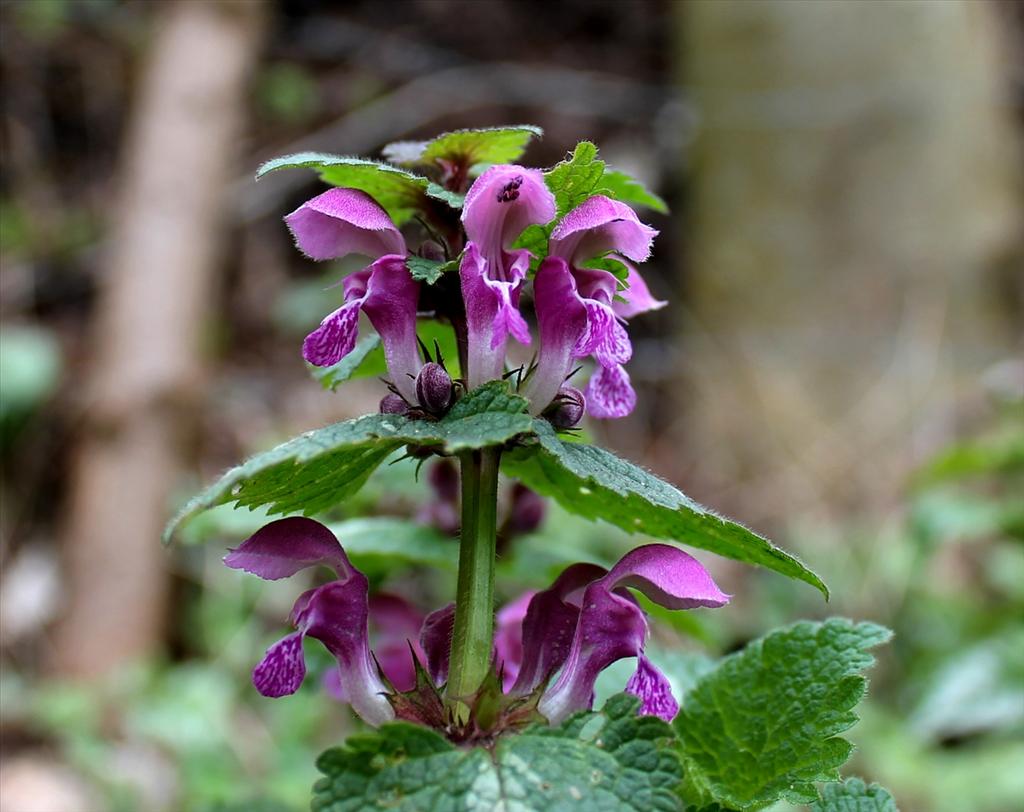 Lamium maculatum s.s. (door Bertus van der Velde)