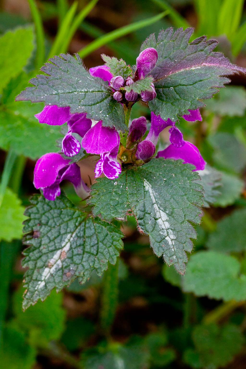 Lamium maculatum 'Variegatum' (door John Breugelmans)