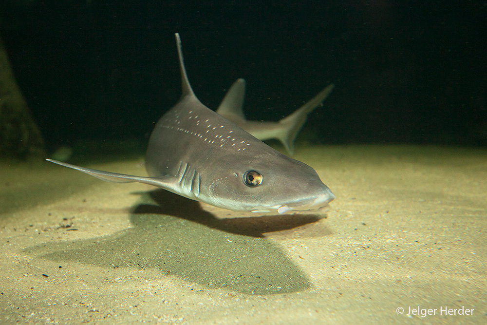 Mustelus asterias (door Jelger Herder)