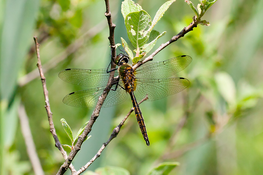 Somatochlora flavomaculata (door John Breugelmans)