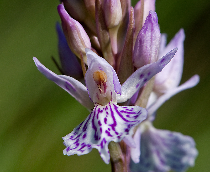 Dactylorhiza maculata (door Wijnand van Buuren)
