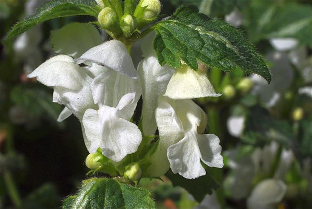 Lamium maculatum 'Variegatum' (door Hans Adema)