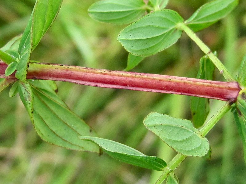 Hypericum tetrapterum (door Grada Menting)