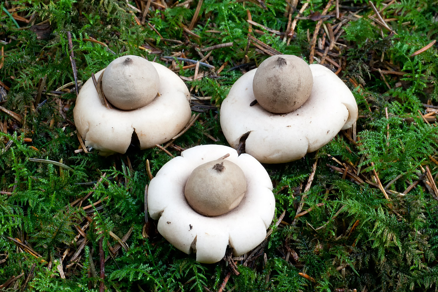 Geastrum fimbriatum (door John Breugelmans)