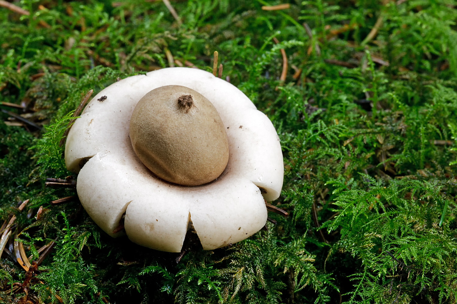 Geastrum fimbriatum (door John Breugelmans)