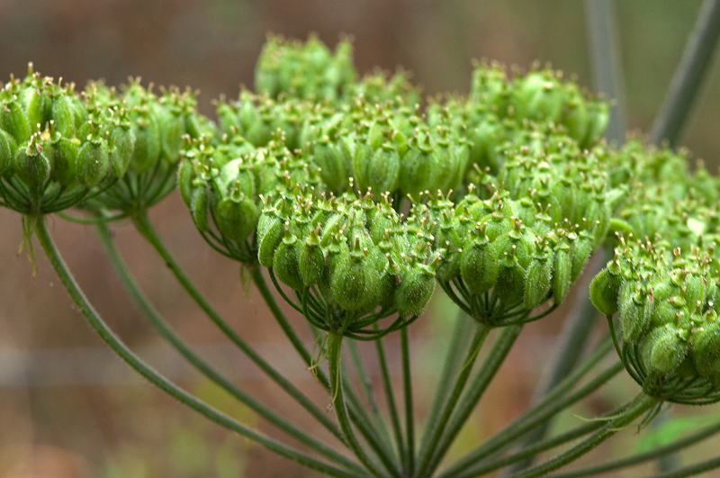 Heracleum sphondylium subsp. sphondylium (door Wijnand van Buuren)