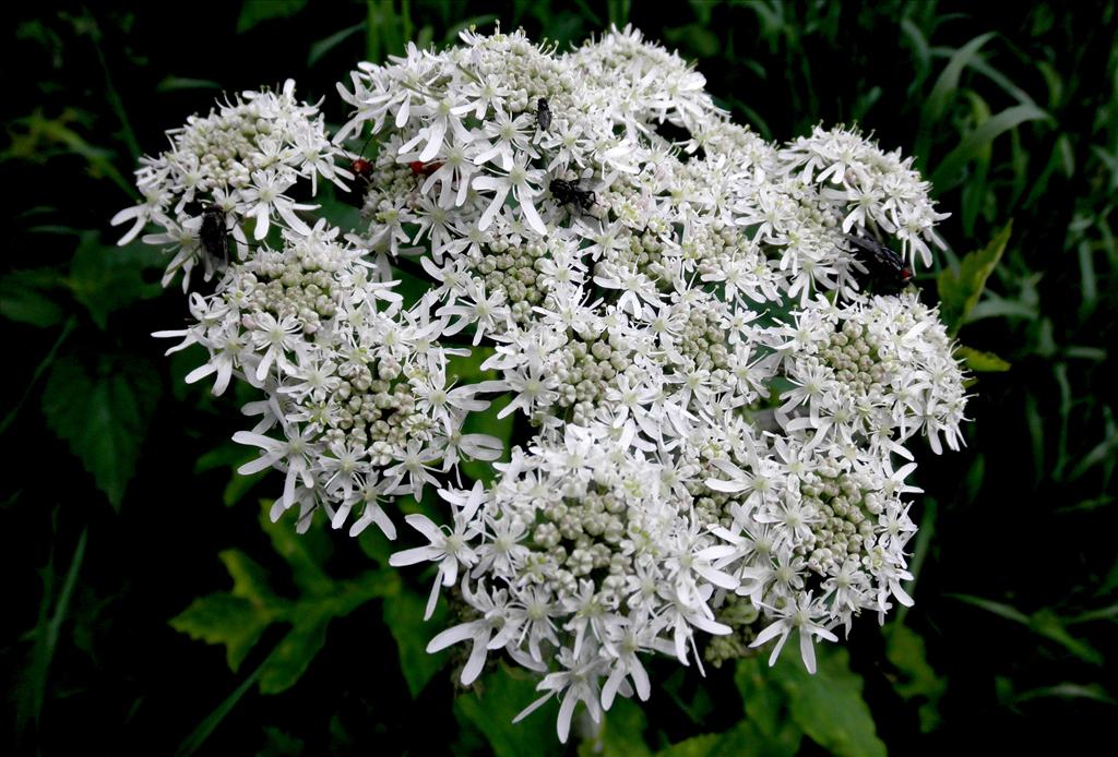 Heracleum sphondylium subsp. sphondylium (door Bert Verbruggen)