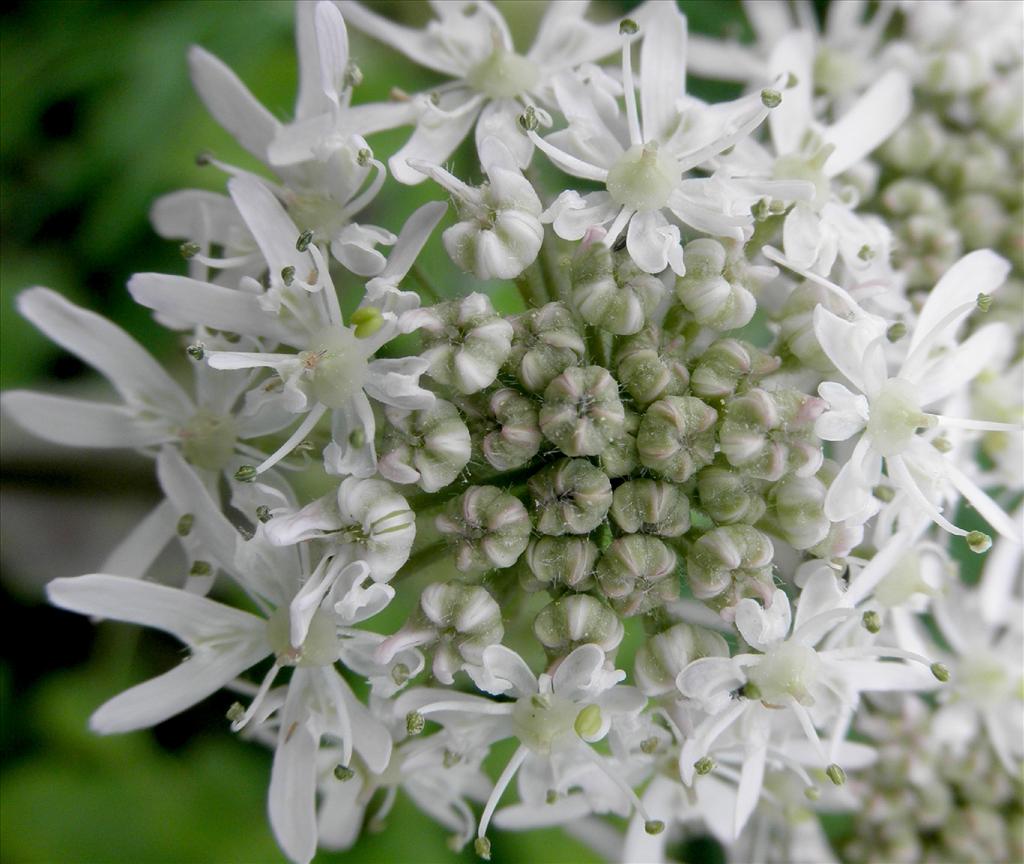 Heracleum sphondylium subsp. sphondylium (door Bert Verbruggen)