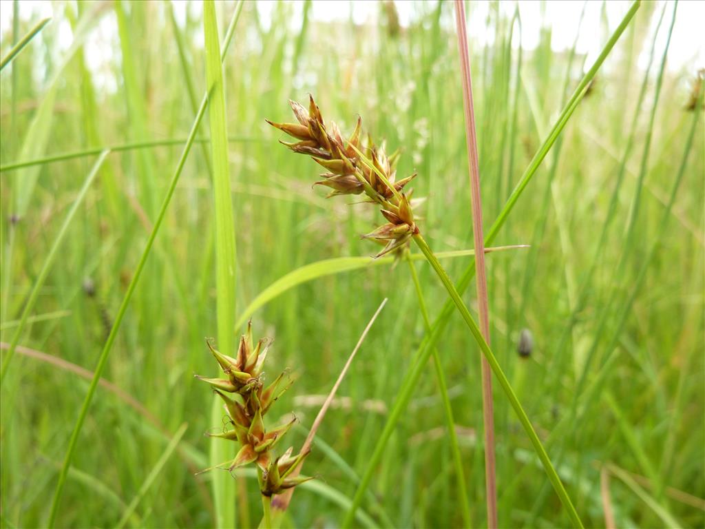 Carex spicata (door Koen van Zoest)