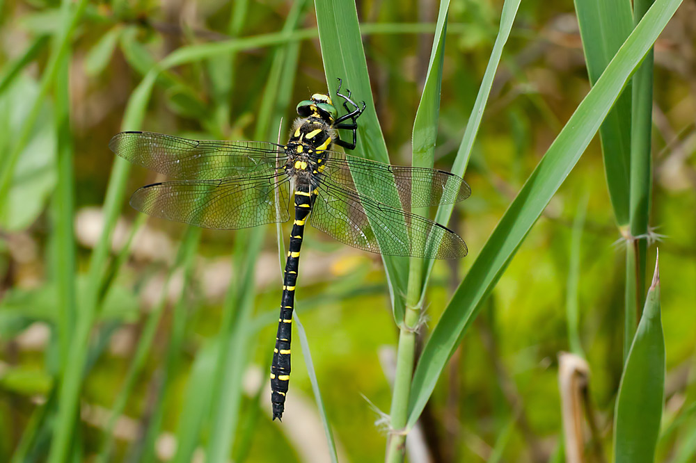 Cordulegaster boltonii (door John Breugelmans)