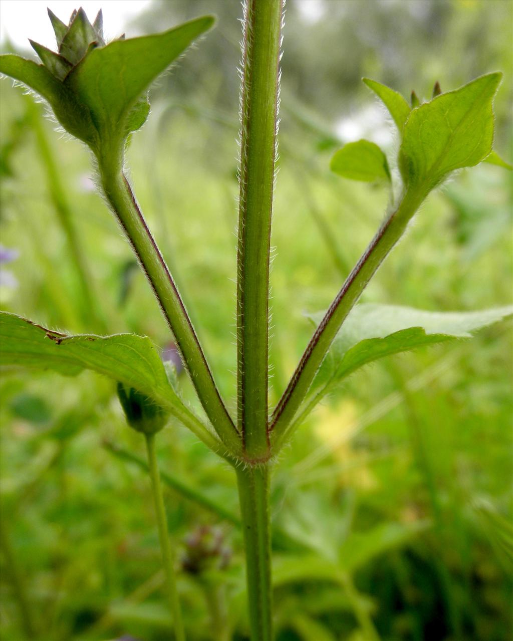 Prunella vulgaris (door Bert Verbruggen)