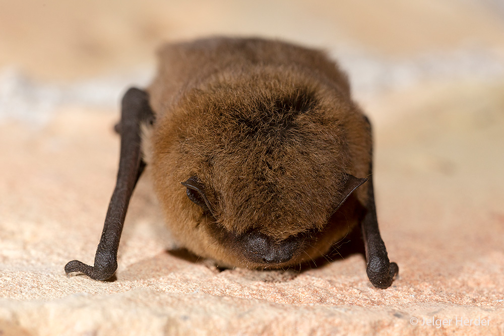 Pipistrellus pipistrellus (door Jelger Herder)