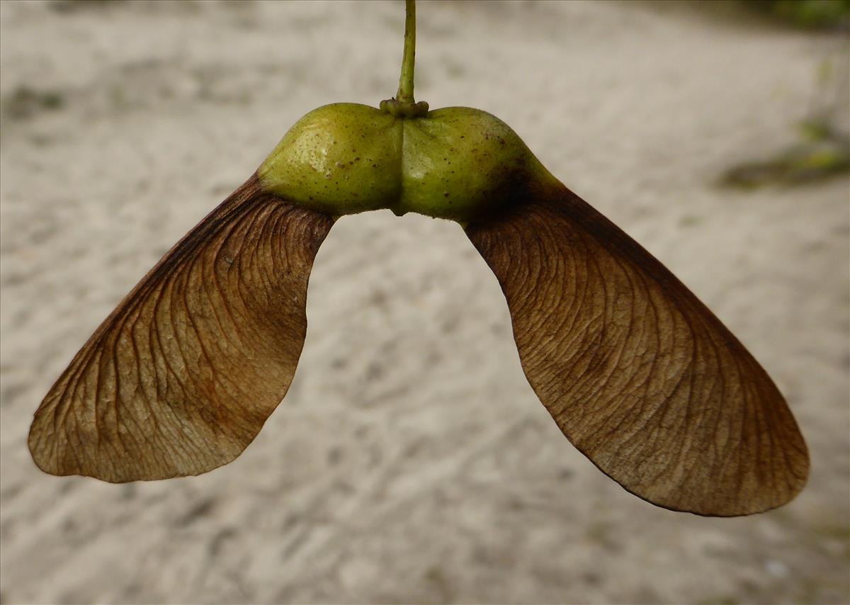 Acer pseudoplatanus (door Grada Menting)