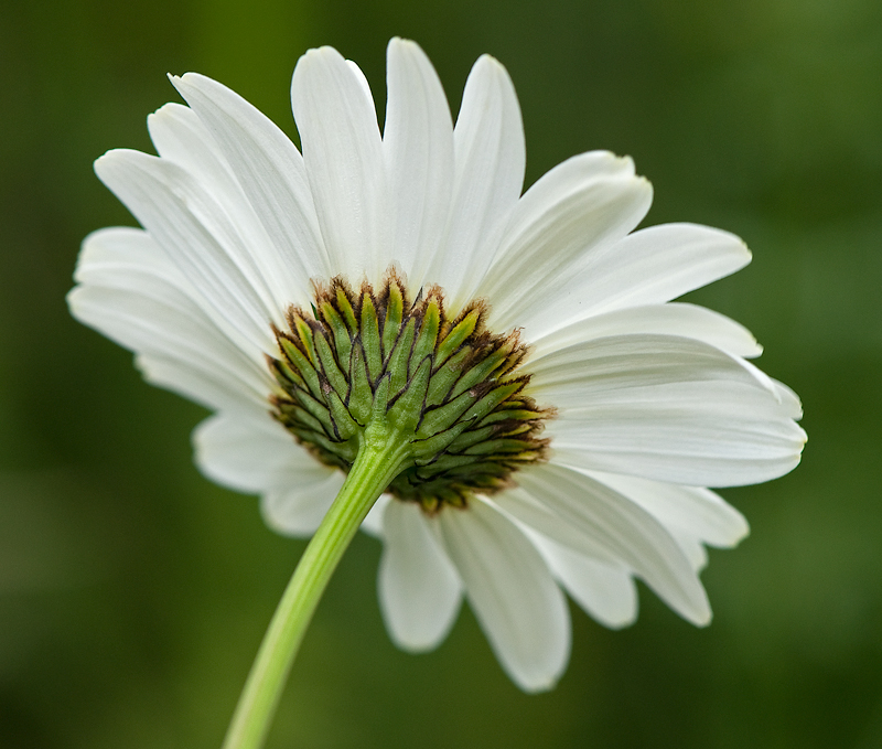 Leucanthemum vulgare (door Wijnand van Buuren)