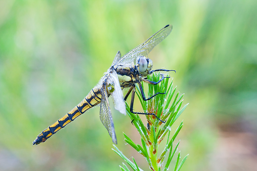 Orthetrum cancellatum (door John Breugelmans)