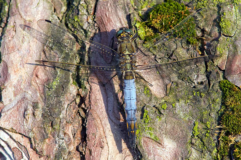 Orthetrum cancellatum (door John Breugelmans)