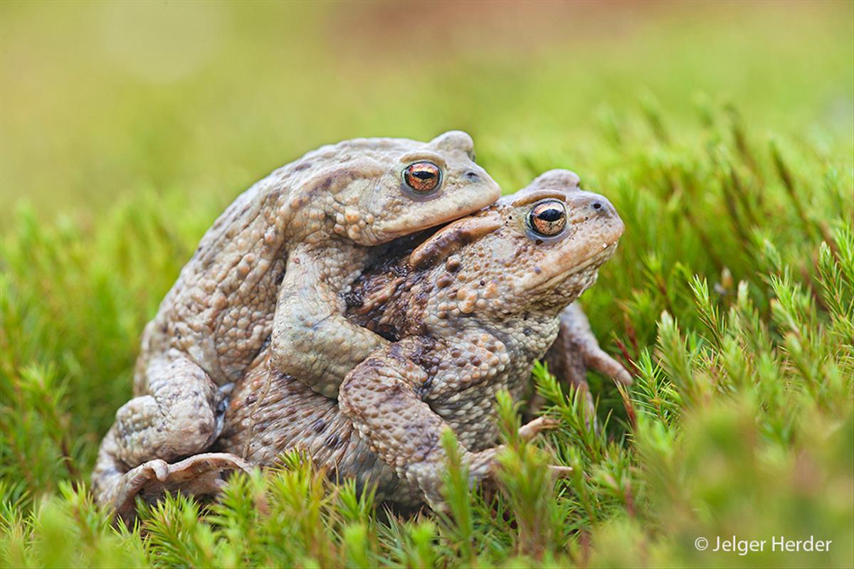 Bufo bufo (door Jelger Herder)