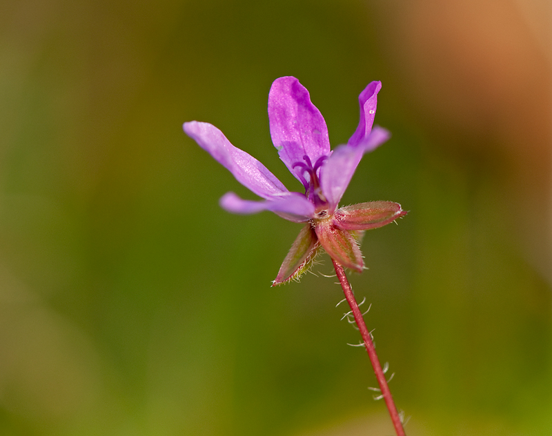 Erodium cicutarium subsp. cicutarium (door Wijnand van Buuren)