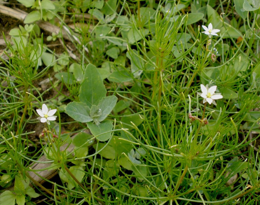 Spergula arvensis (door Bert Verbruggen)