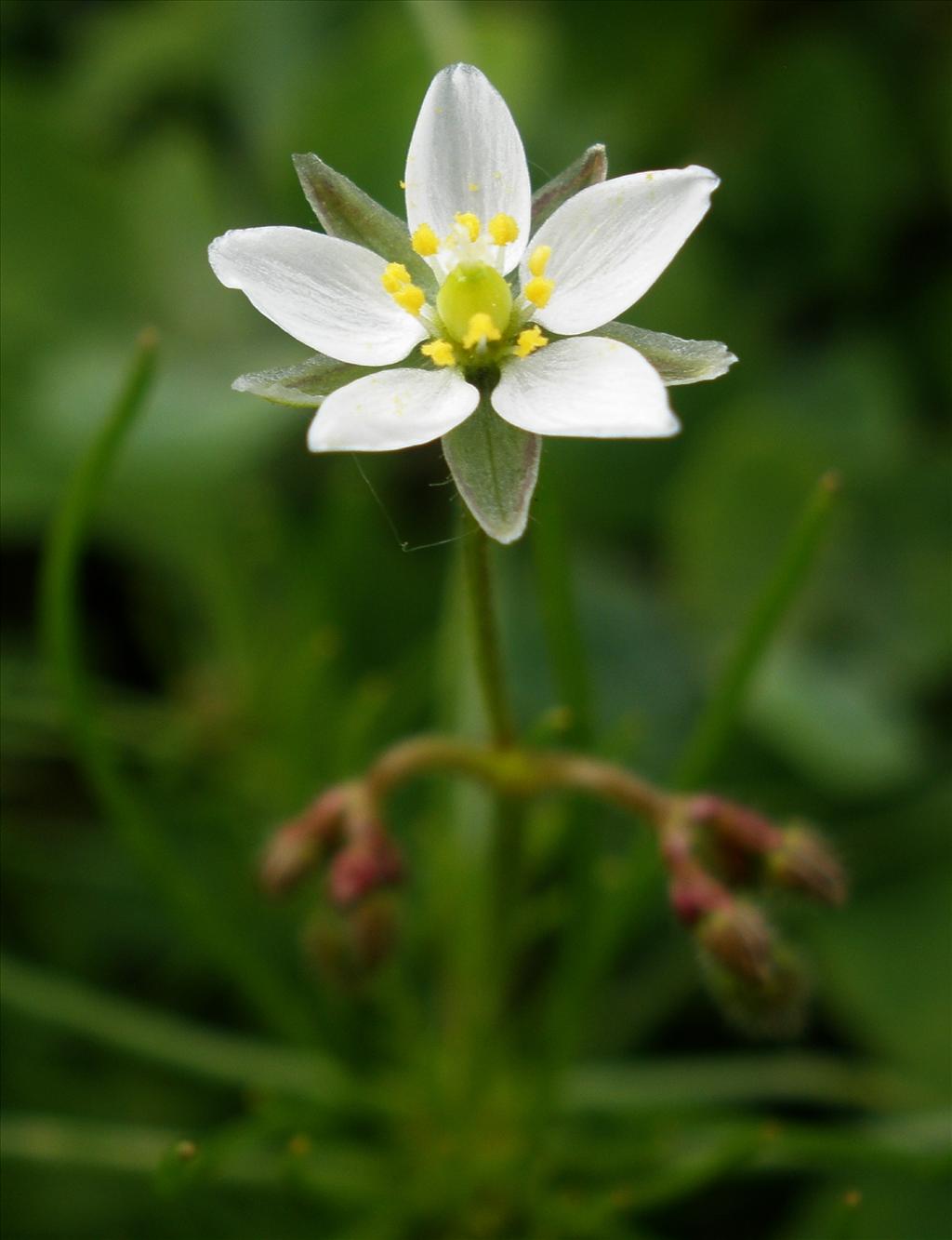 Spergula arvensis (door Bert Verbruggen)