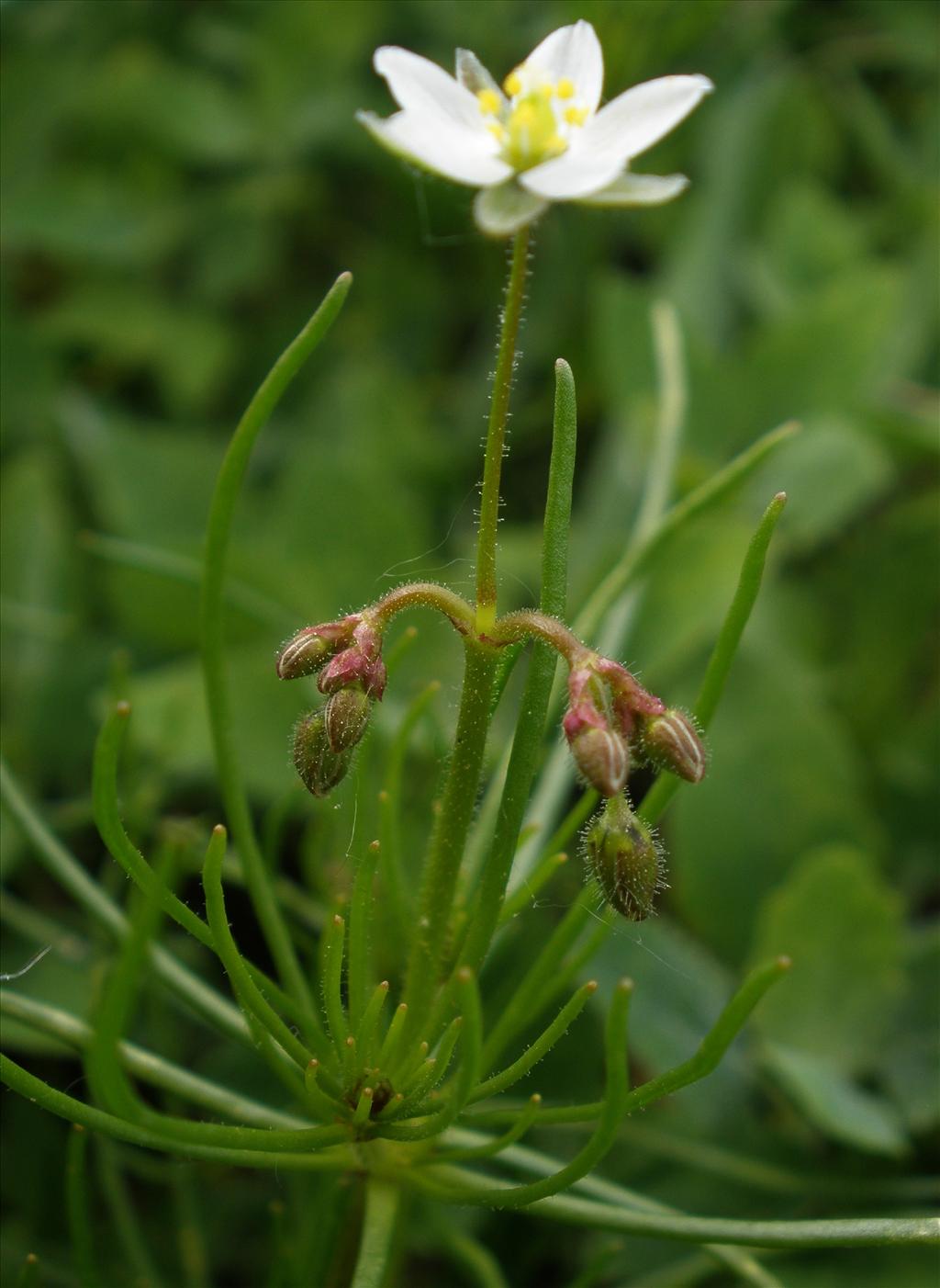 Spergula arvensis (door Bert Verbruggen)